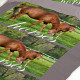 Housse de couette 140 x 200 +1 Taie 2 HORSES Chevaux